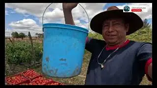 Cosecha de Tomate en Guatemala