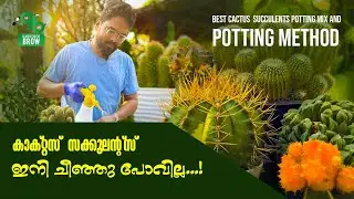 കാക്റ്റസ്‌ - സക്ക്യുലന്റ്സ്‌ ഇനി ചീഞ്ഞു പോവില്ല..! | BEST CACTUS POTTING MIX AND POTTING METHOD