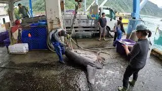 200KG SEA MONSTER! Giant Sunfish SHOCKS Local Fishermen, 粉鳥林漁港 定置漁場 #fishing #freshfish 0
