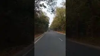 Joypur Forest Crossing #shortvideo #travel #nature