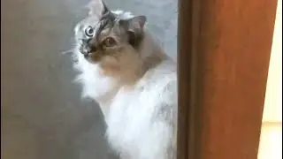 Talking Kitty: Fighter Jet