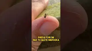 PODIVN&Eacute; MASKOV&Aacute;N&Iacute; ZV&Iacute;ŘAT #fyp#maskovani#fakta#zajimavosti#zvire#cz#czech#sokolik
