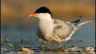 Sterne Naine  - Little Tern  - Sternula Albifrons