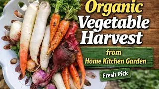 Organic Vegetable Harvest from Home Kitchen Garden# beachp k liye healthy activity