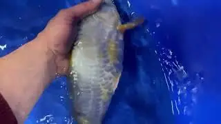 Doitsu Ochiba van Marusei bij A2KOI &ndash; Small Nisai 24&ndash;27 cm 🐟 - KOI-7260166