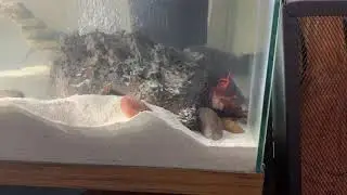 Amphiuma eating Live Crawfish!