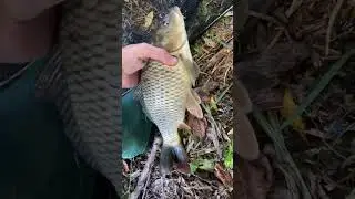 Бічний кивок🎣 Початок положено#carp #carpfishing #fishing #nature #triphook