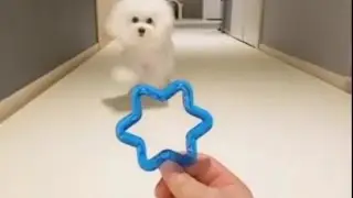 Viral Tiktok - Cute Dog🐩 Doing Woah😎 KRYPTO9095 - WOAH Lyrics ft. D3Mstreet #shorts #shortsvideo