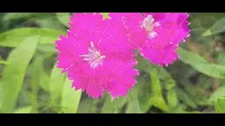 @ lakh dhak saryu ma# garwali song@nature