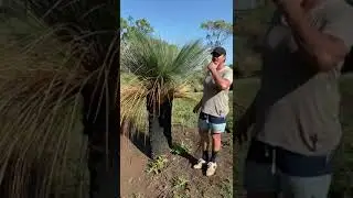 Full Hedging Of A Glauca Grass Tree