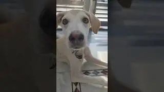 Dog diet plan 🙄 #asmr#shorts#dogfood#dog