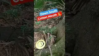 Snake Sighting Advice #discgolf #disc #snake #short