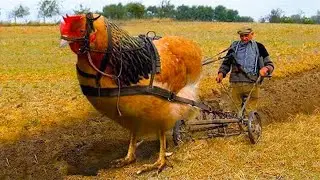 TOP 5 Largest Chicken Breeds in the World