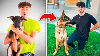My German Shepherds 1 year transformation!