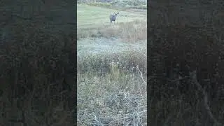 Mule deer 🦌