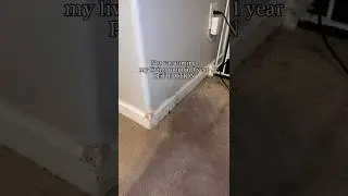 NOT vacuumed my living room in 1 YEAR DOG EDITION #cleaning #cleaningmotivation #dogsofyoutube #vlog