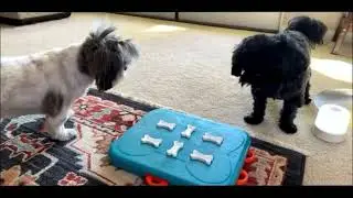Прямая трансляция: играем в казино Outward Hound Dog Puzzle!