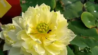 Yellow prior pink lotus