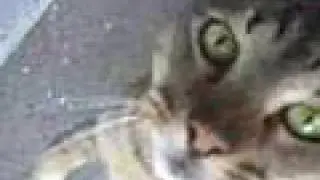 cat demands food