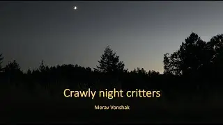 Crawly night critters by Merav Vonshak (HD 1080p)
