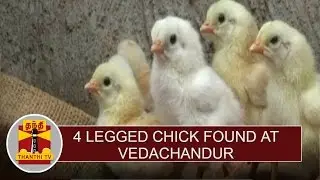 4 legged chick found at Vedachandur | Thanthi TV