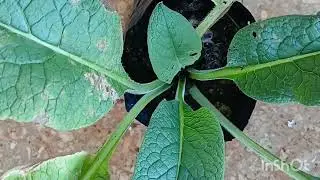 Please take a little tour with me on my Veranda garden.  I love ❤️ it. Gardening# farming#nature 