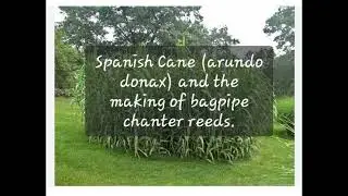 Spanish Cane - for bagpipe chanter reeds.