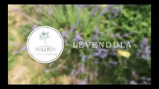 Levendula