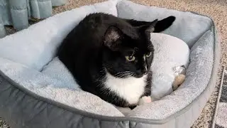 Cats and Jet Engines! | 2026 Science Ambassador Scholarship