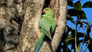 Rose-Ringed Parakeets At Their New Home