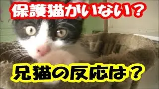 保護猫が行方不明！その時兄猫は？　Protective cats are missing At that time ,older brothers cats #254