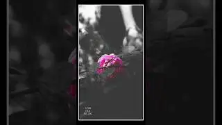 sony kit lens photography।         #youtubeshorts #sonyphotography #kitlens #flowerphotography #rose