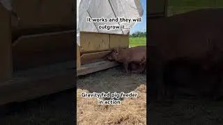 Gravity fed pig feeder. 200 pounds of feed. mounted to the back of the pig mobile shelter.
