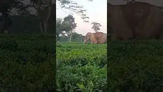 19 #Longest# #Elephant# #tea gardens#|||||||||||||