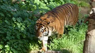 Sumatran Tiger CJ LA Zoo 82 Degrees LA CA January 14, 2026 Animals Conservation Summer Heat