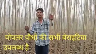 पोपलर पौधो की सभी बेराइटिया उपलब्ध है  All Orignal  Varieties Available to Popler