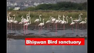 Bhigwan bird sanctuary - a true bird lovers paradise
