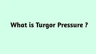 What is Turgor Pressure ?