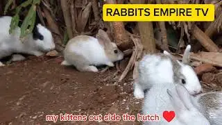Watching till the end these videos where my kittens are growing well and enjoying outside the cage🤗🐇