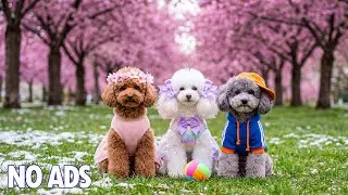 12 Hours of Dog TV for Dogs to Watch 🐶Anti Separation Anxiety & Sleep🌸Calming Music For Dogs