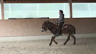 Reining with Donkey - riding bitless with Hackamore - Training