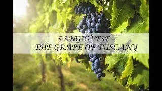 Sangiovese - A grape from Tuscany