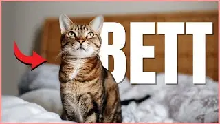 Schläft deine Katze im Bett? DAS bedeutet es wirklich! ❤️