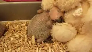 Baby African Grey Parrots For Sale
