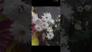 cute 🥰💕 flowers 🌹🌸 fresh morning songs 🌻 #song #music #lovesong plzz subscribe for more updates