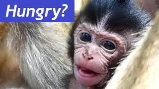So PITY Baby Daniela Monkey Hungry Milk | No Milk Feeding | Who Know Feeling Baby Daniela | SAD Face