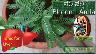 ನೆಲ ನೆಲ್ಲಿ |ಔಷಧೀಯ ಸಸ್ಯಗಳು| phyllanthus niruri @Ayurvedatipsinkannada @geethasamsarasanthe