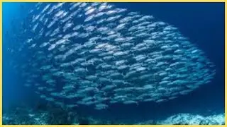 School of Fish : Mesmerizing Fish Schools : Nature's Underwater Ballet|#fish #nature #oceanlife