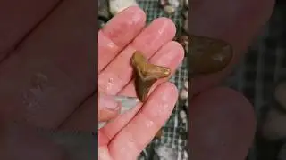 Finding Ancient 30 Million Year old Shark Teeth!