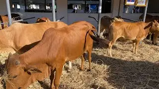 Small scale farmers at the agricultural and commercial show in Lusaka Zambia